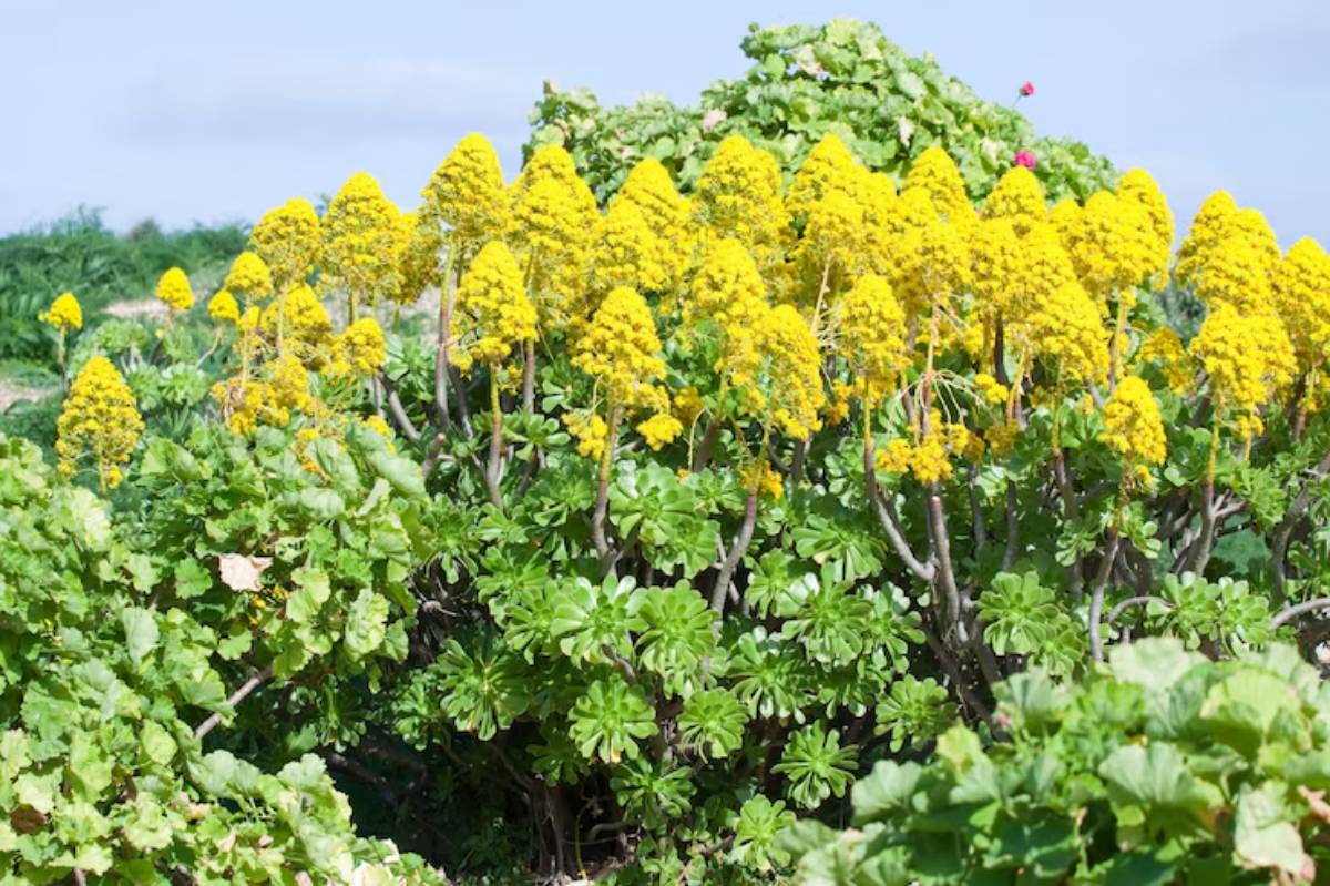 A lush green plant with thick foliage topped by vibrant yellow flowers, set against a clear blue sky.
